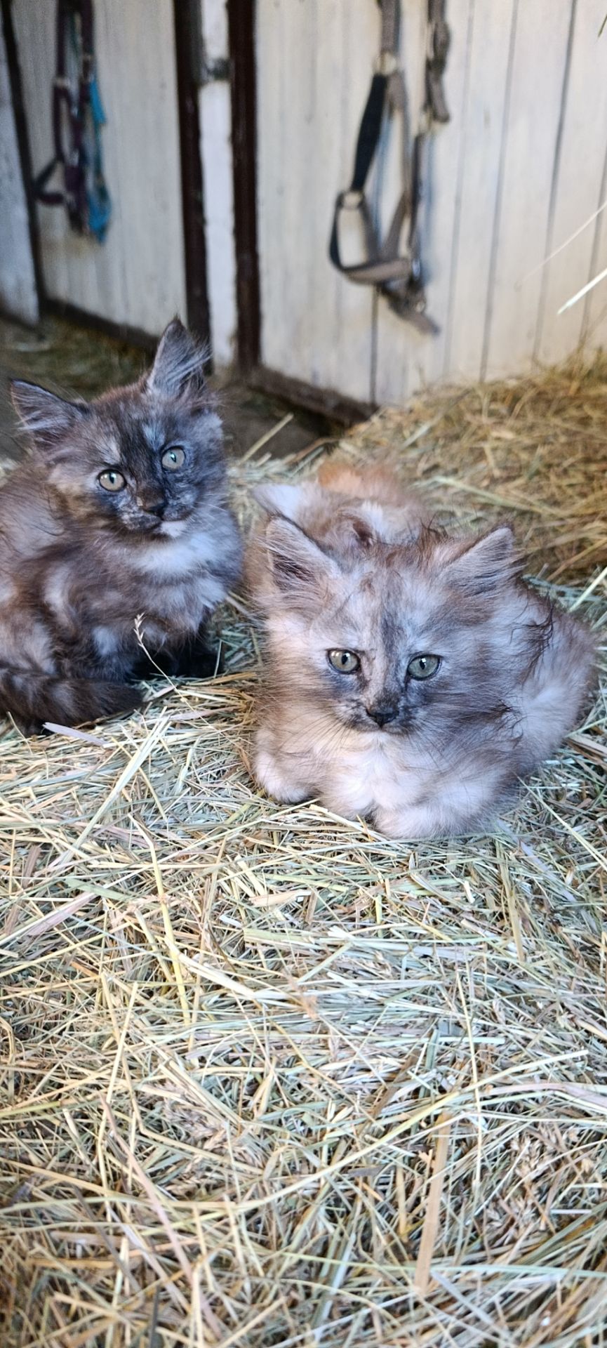 Продам кошенят метиси мейнкуна