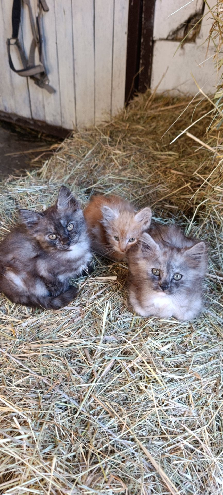 Продам кошенят метиси мейнкуна
