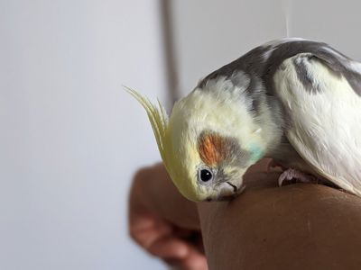 🦜 Продається корела — ручний, активний та дуже допитливий!