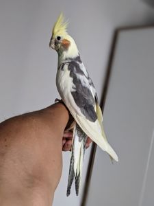 🦜 Продається корела — ручний, активний та дуже допитливий!