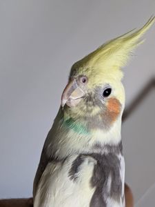 🦜 Продається корела — ручний, активний та дуже допитливий!