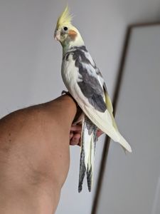 🦜 Продається корела — ручний, активний та дуже допитливий!