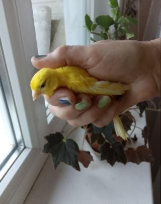 Канарки співочі різнокольорові