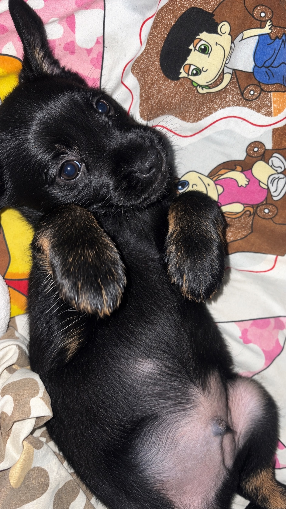 Отдам в добрые руки щенка