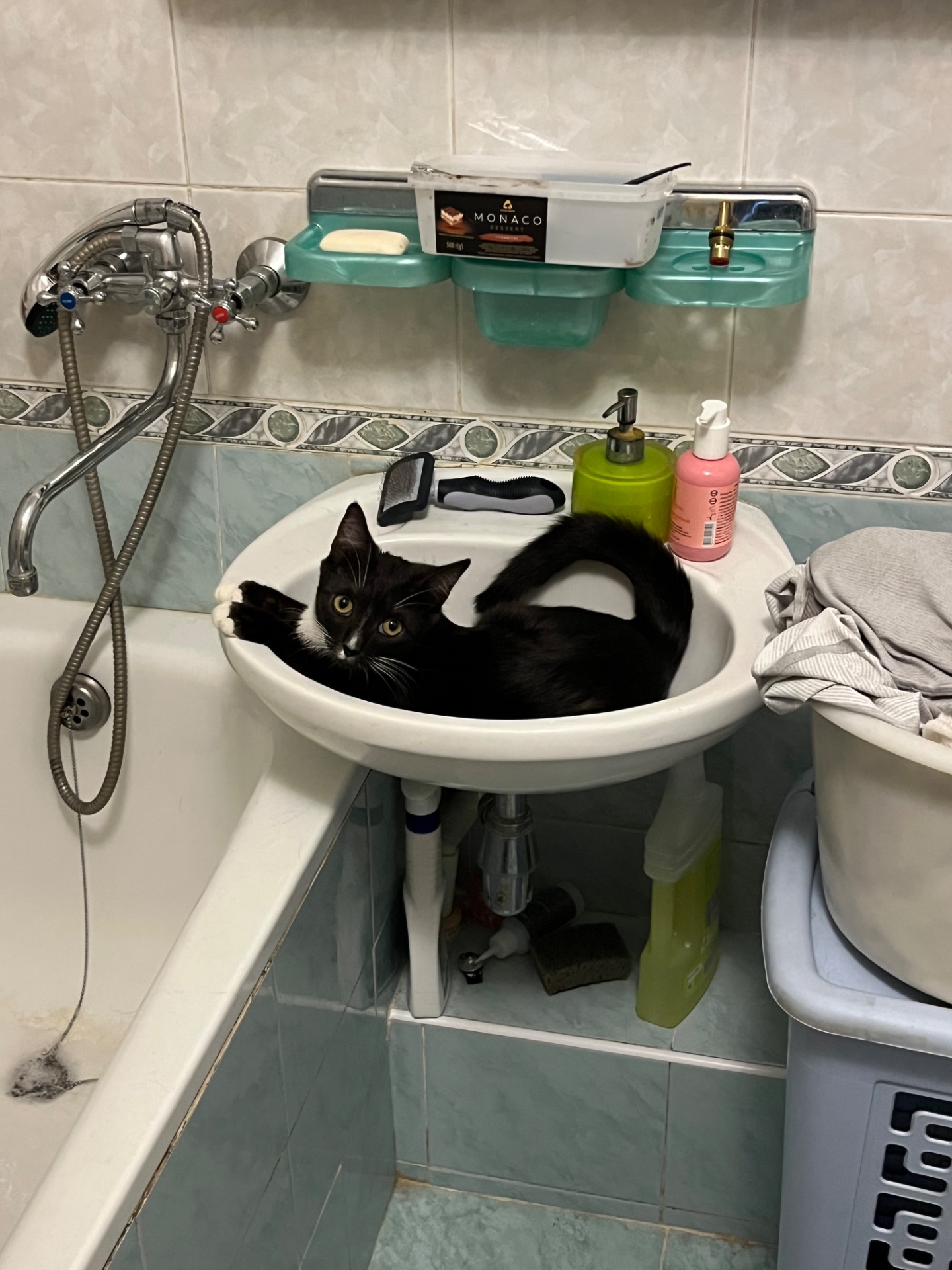 Котик Ігорьок шукає домівку