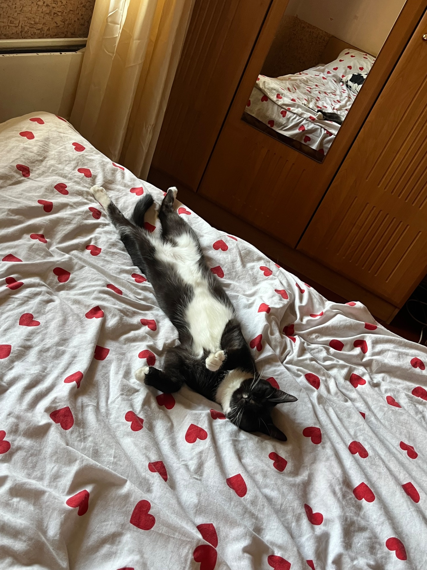 Котик Ігорьок шукає домівку