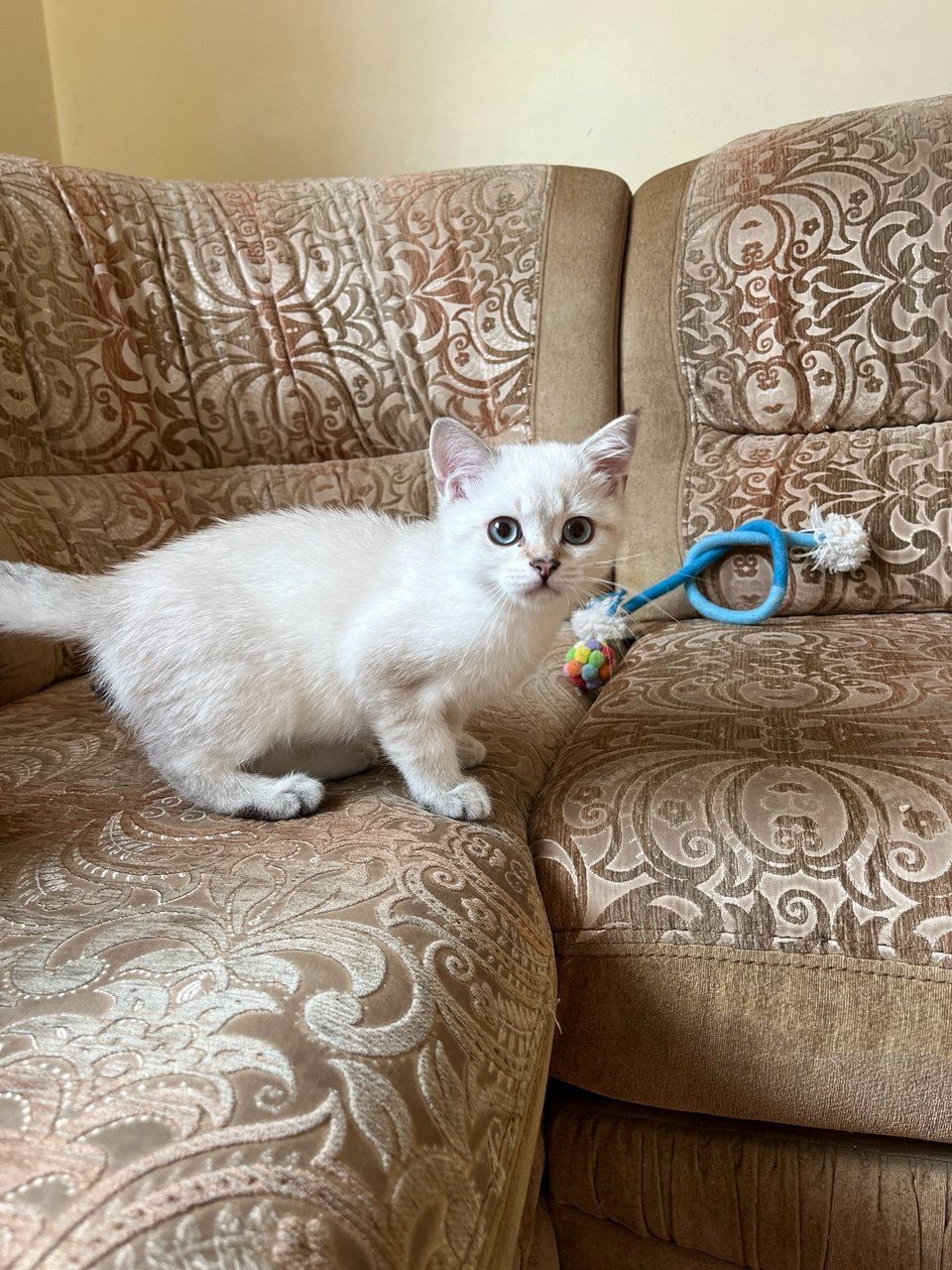 Срібний тікірований хлопчик