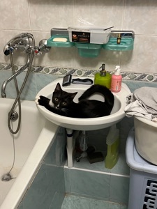 Котик Ігорьок шукає домівку