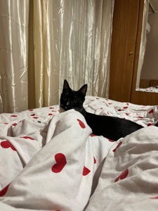 Котик Ігорьок шукає домівку