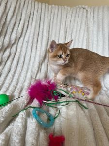 Золотий британський красень