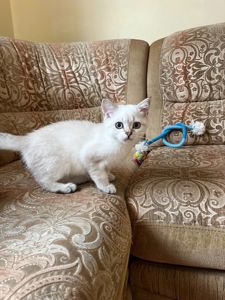 Срібний тікірований хлопчик