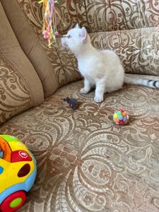 Срібний тікірований хлопчик