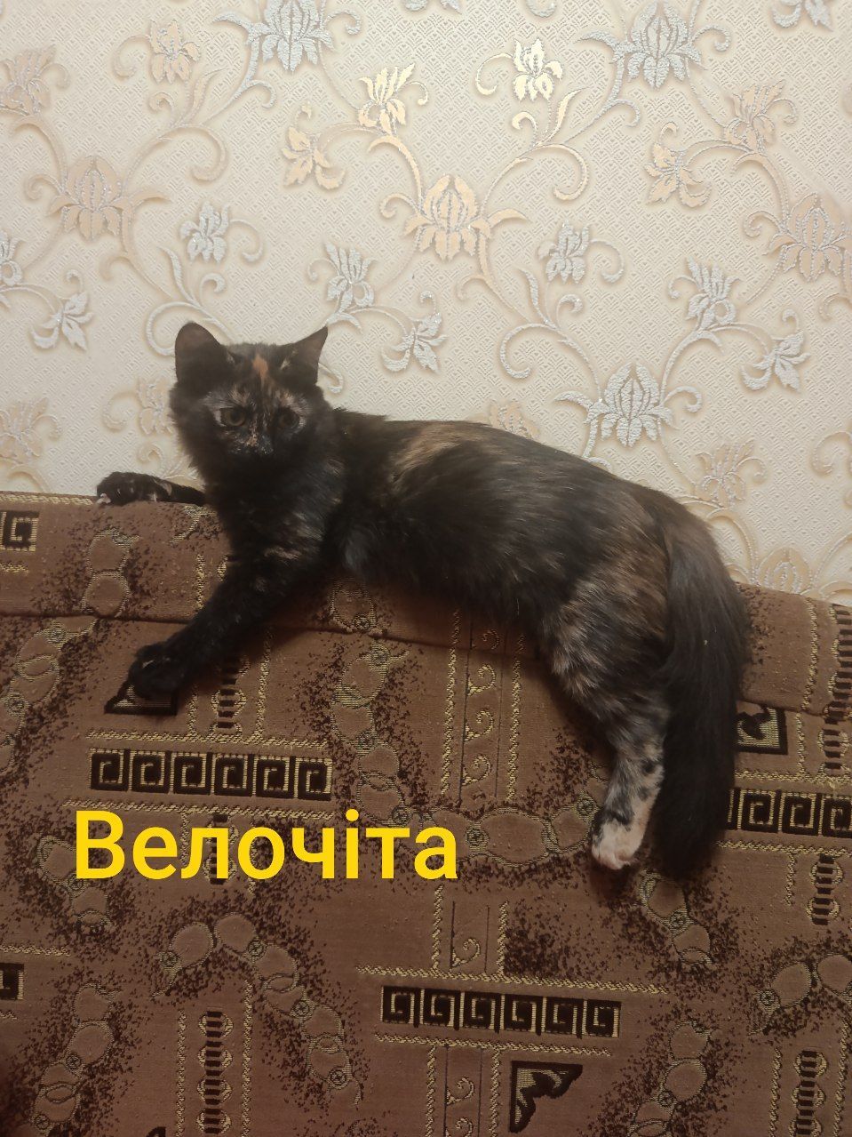 Кицьки стерелізуємо!