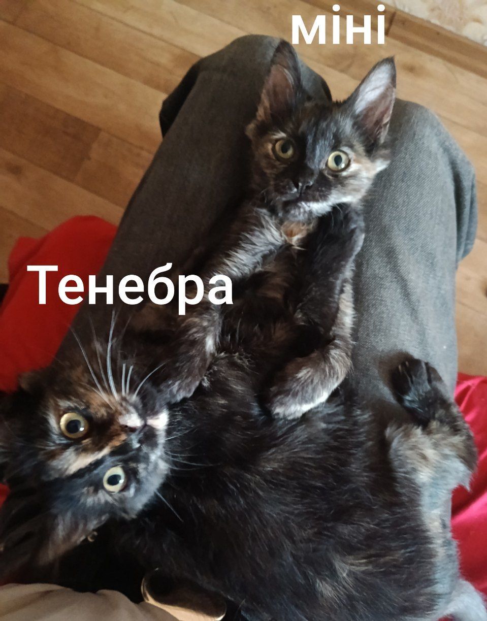 Кицьки стерелізуємо!