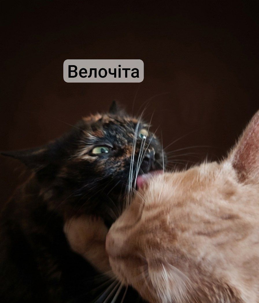 Кицьки стерелізуємо!