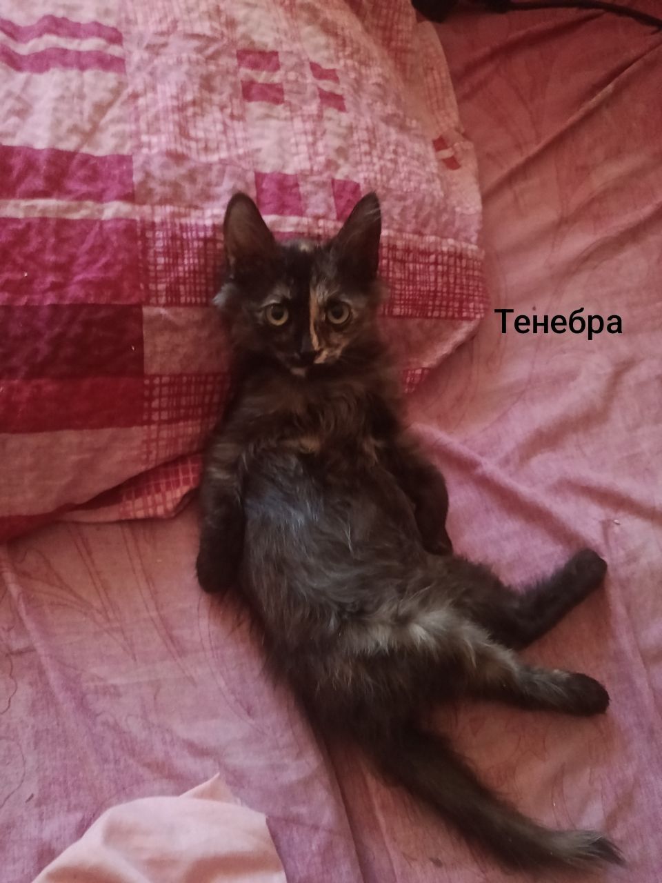 Кицьки стерелізуємо!