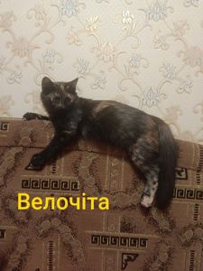 Кицьки стерелізуємо!