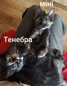 Кицьки стерелізуємо!
