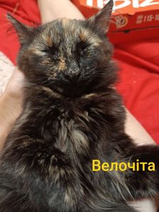 Кицьки стерелізуємо!