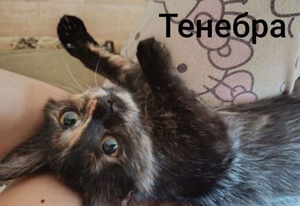 Кицьки стерелізуємо!