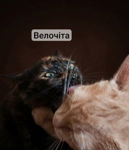 Кицьки стерелізуємо!