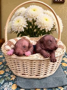 Цуценята перуанської голої собаки великої