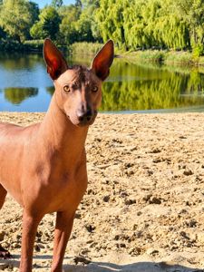 Цуценята перуанської голої собаки великої