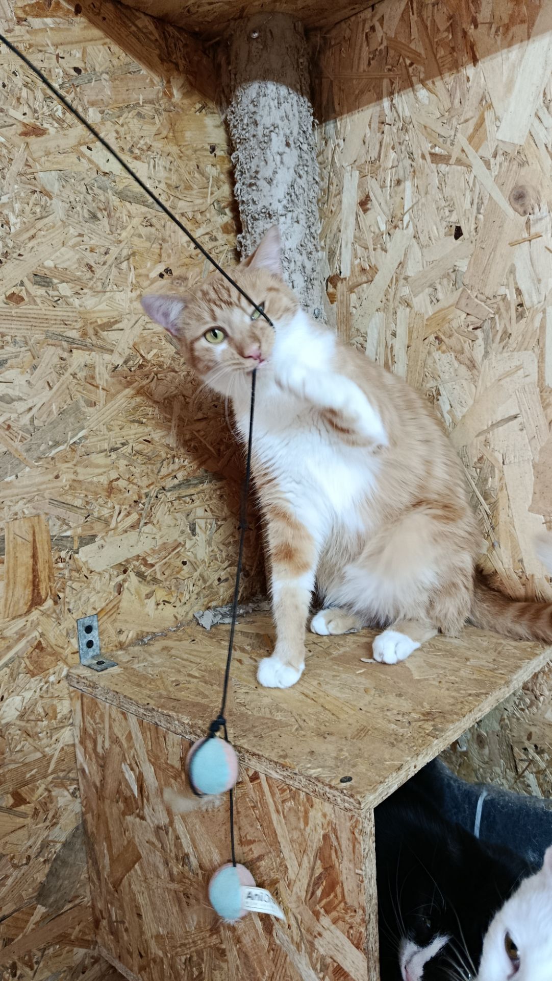 Молодий котик Локі 🧡🐈 врятований з лісу, шукає дім, Київ