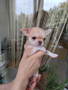 Мини мальчики чихуахуа