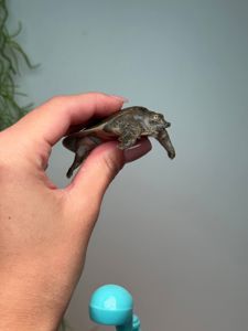 М'якотіла черепаха тріонікс, черепаха в акваріум, черепашка з довгою шиєю, домашня черепаха