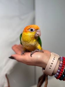 Чорноголовий каїк, оранжевоголовий каїк, білогрудий папуга викормиш каік ручні малюки з ДНК