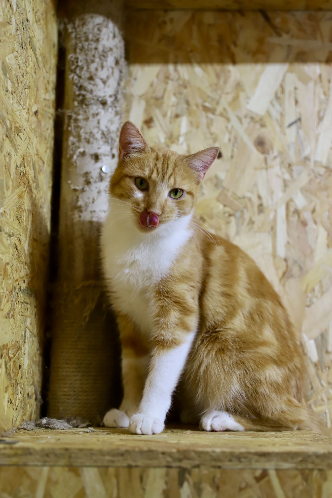 Молодий котик Локі 🧡🐈 врятований з лісу, шукає дім, Київ
