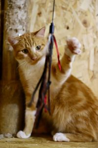 Молодий котик Локі 🧡🐈 врятований з лісу, шукає дім, Київ