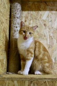 Молодий котик Локі 🧡🐈 врятований з лісу, шукає дім, Київ