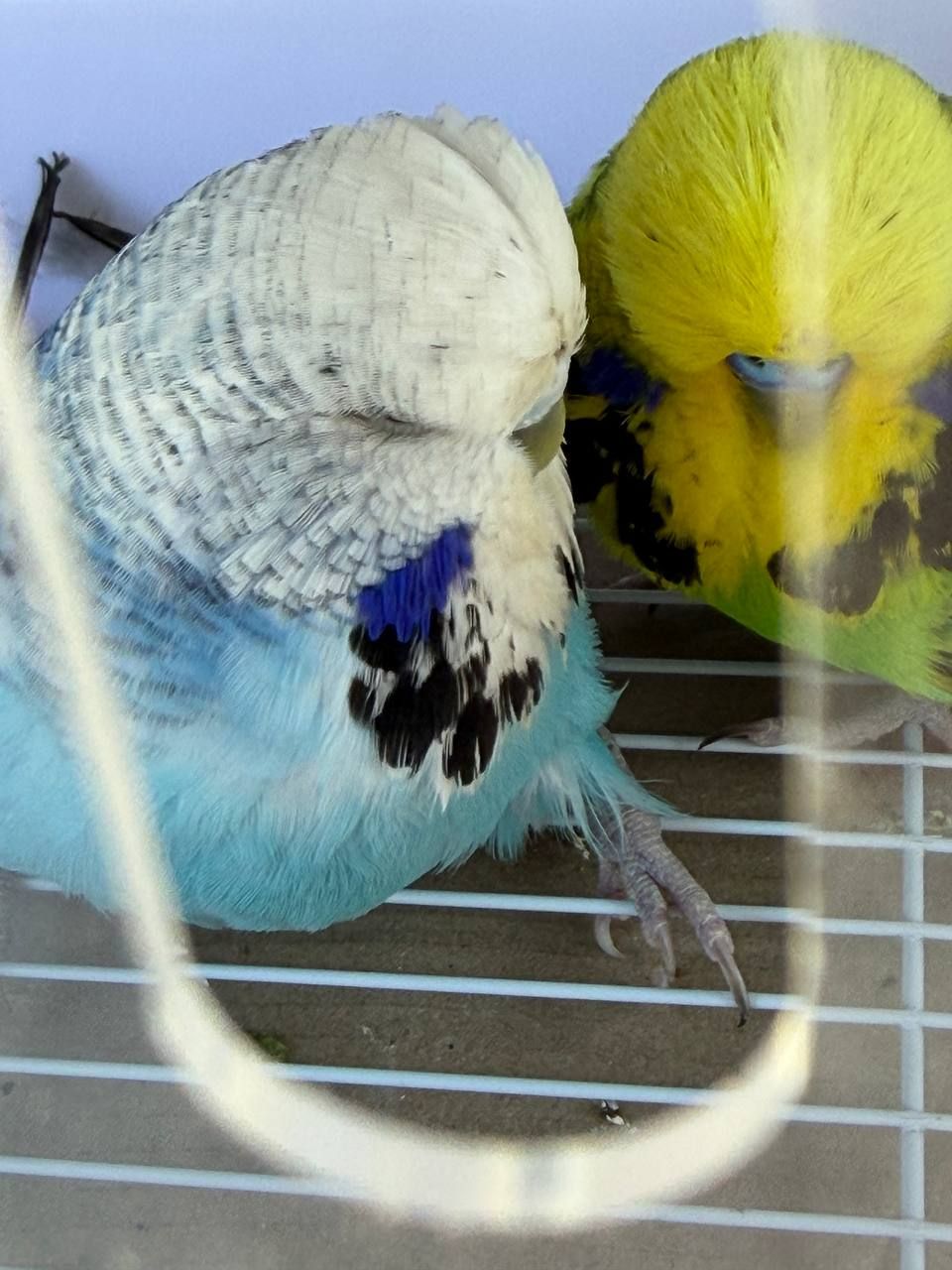Повністю ручні Хвилясті папужки — молоді малюки для всієї родини!