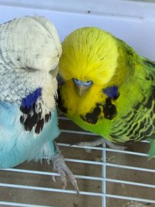 Повністю ручні Хвилясті папужки — молоді малюки для всієї родини!