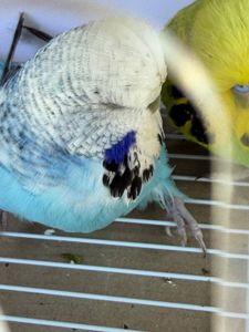 Повністю ручні Хвилясті папужки — молоді малюки для всієї родини!