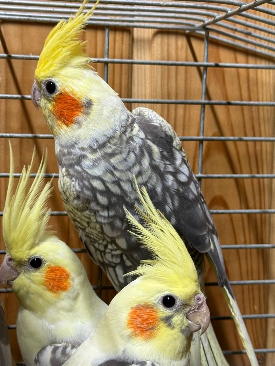 Корелли, карелла, папуги які говорять