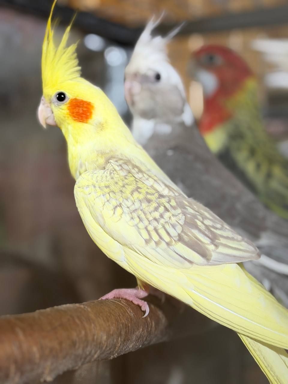 Корелла пташенята