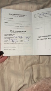 Щенок Бишон фризе в подарок