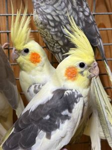 Корелли, карелла, папуги які говорять