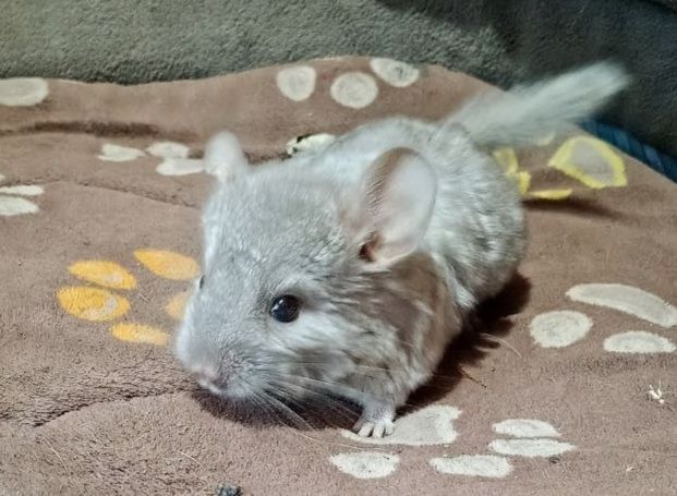 Шиншиллы 2 месяца