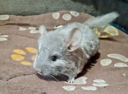 Шиншиллы 2 месяца