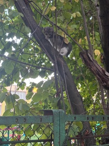Kitty. манюнічку викинули, потрібен новий будиночок