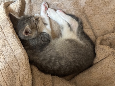 Kitty. манюнічку викинули, потрібен новий будиночок