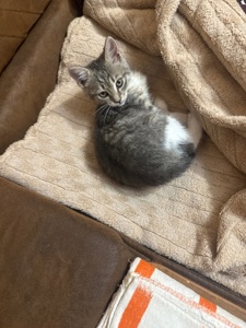 Kitty. манюнічку викинули, потрібен новий будиночок