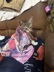 Kitty. манюнічку викинули, потрібен новий будиночок