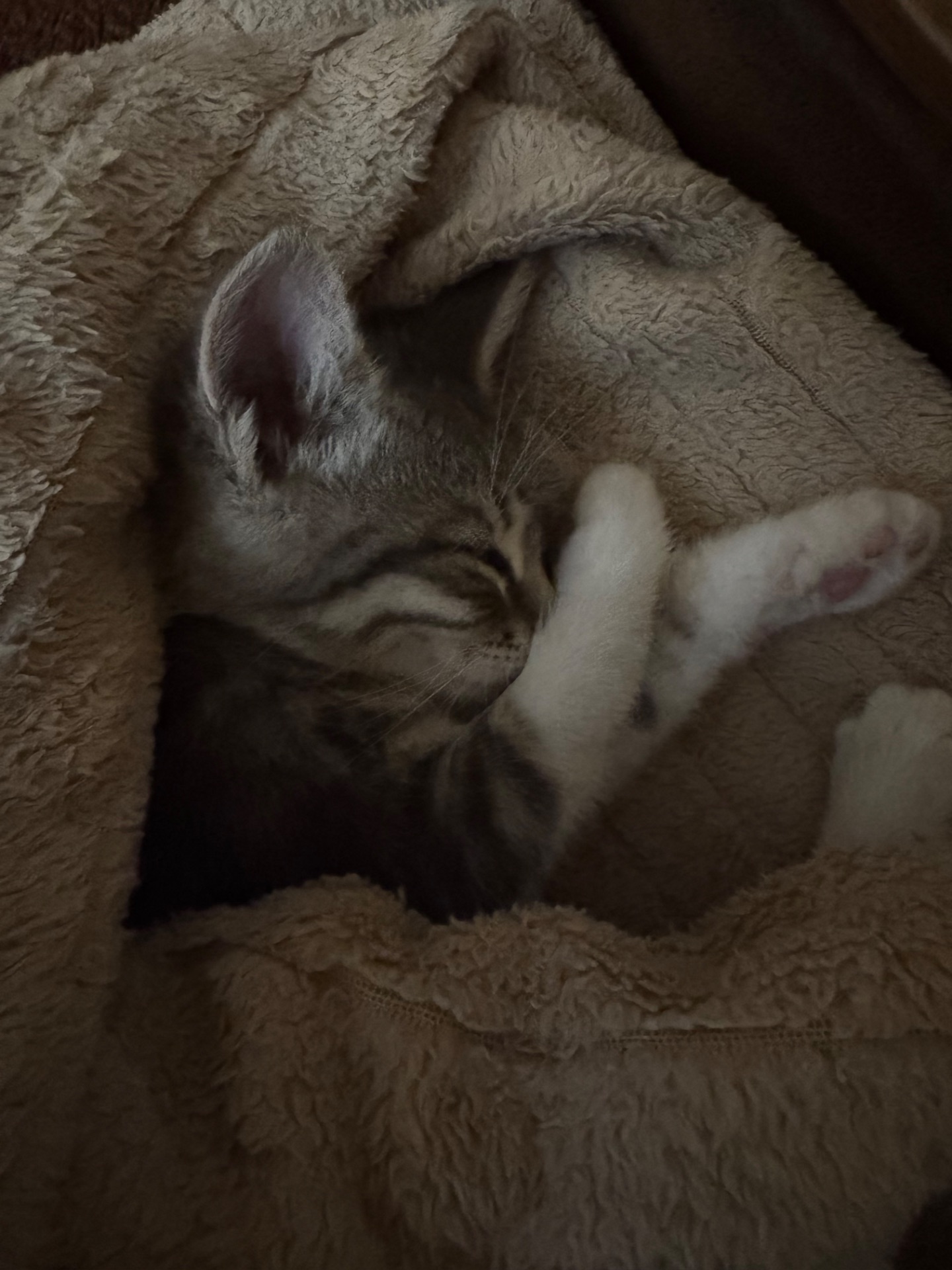Kitty. манюнічку викинули, потрібен новий будиночок