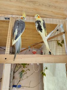 Хлопчик і дівчинка. Ціна за пару
