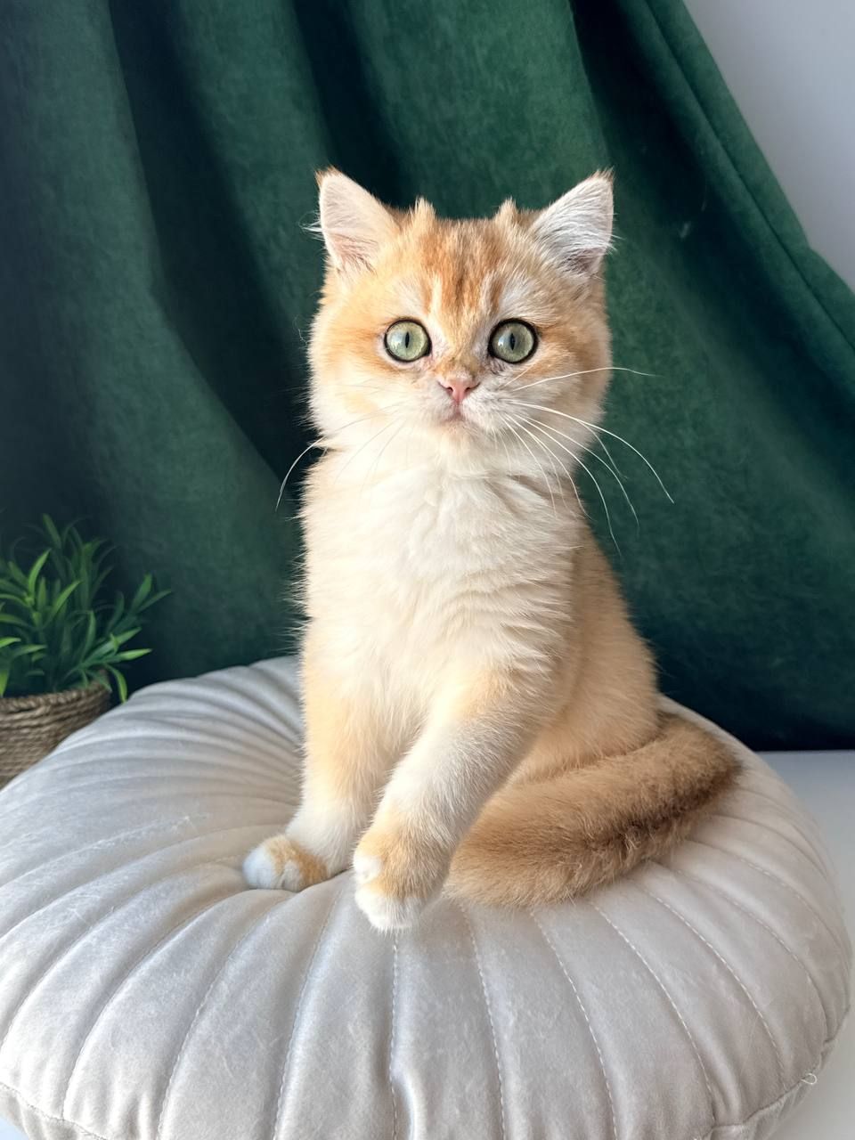 Роскошный британский котенок золотая шиншилла